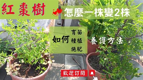 紅棗盆栽|種植方法